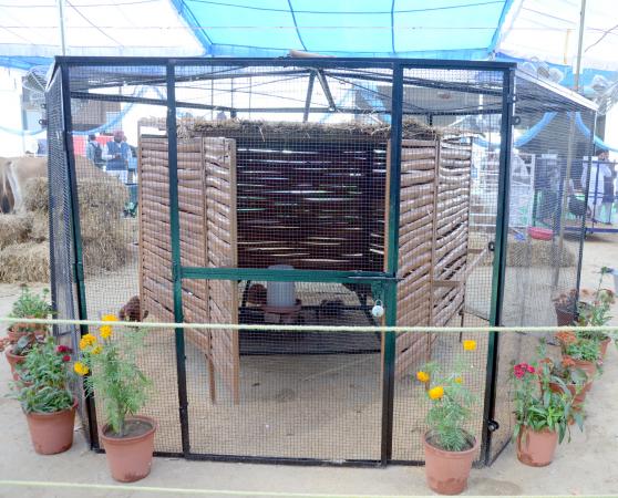 Bamboo Poultry Shed